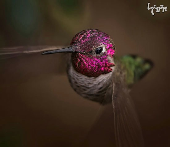 زیبایی‌های بی‌نظیر یک پرنده کوچک +عکس
