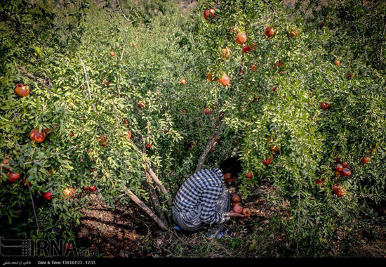 عکس: برداشت انار در کردستان