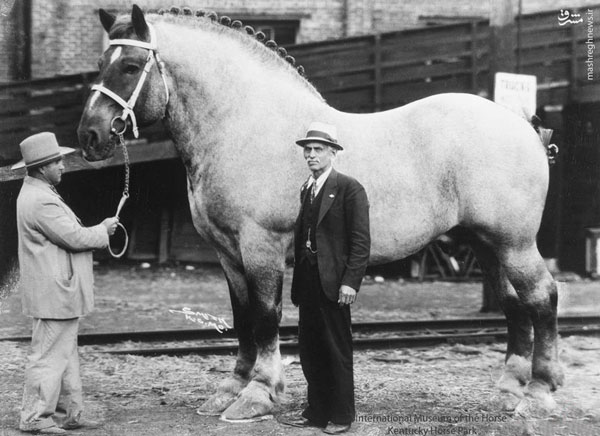 بزرگترین و عظیم الجثه ترین اسب تاریخ