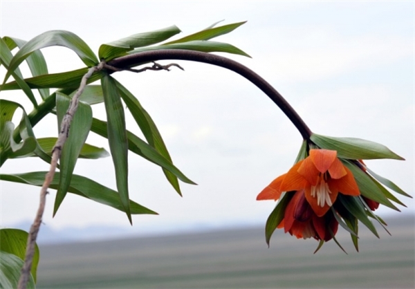 نادرترین گل‌های دنیا در قرقیزستان +عکس