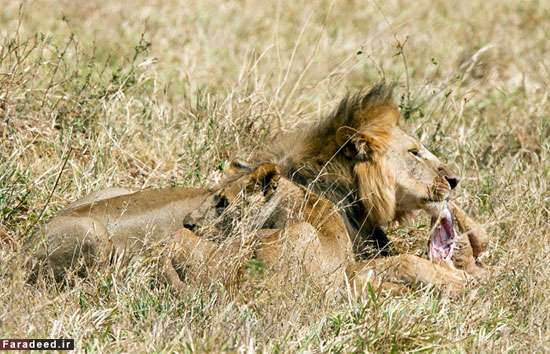 عکس: کشتن و خوردن توله‌شیر توسط شیر نر