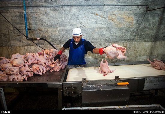 افزایش دوباره قیمت مرغ در بازار