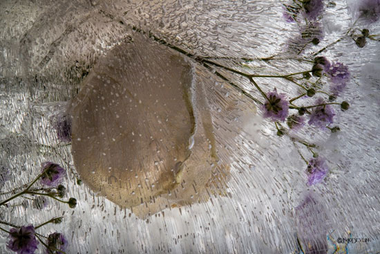 عکس‌‌های نفس‌گیر از گل‌های یخ‌زده