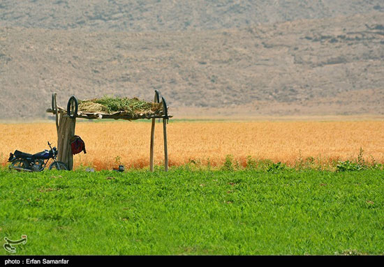 عکس: برداشت گندم و جو در شیراز