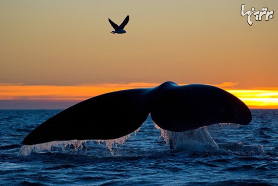 تصاویر باشکوه از نهنگ ها!