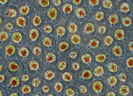 زیبایی‌های هیجان انگیز میکروسکوپی!