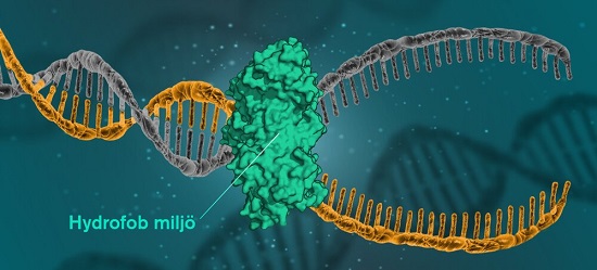نیروی جدیدی که باعث ثبات DNA می‌شود