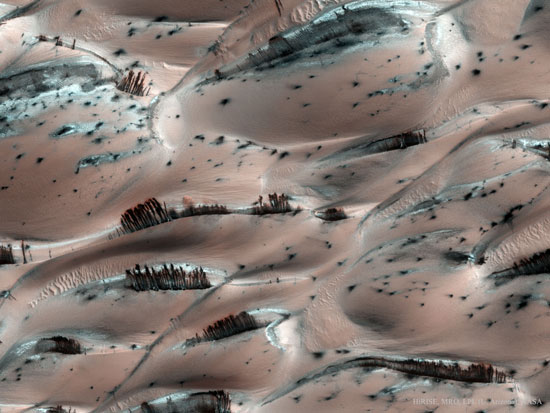 عکس شگفت انگیز از درختان سیاره مریخ!