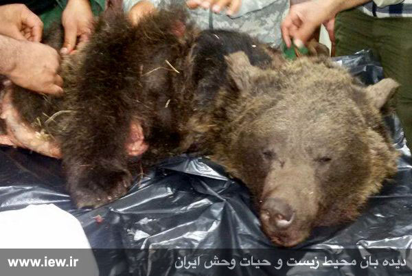 11 سال حبس برای کُشتن یک خرس در طالقان