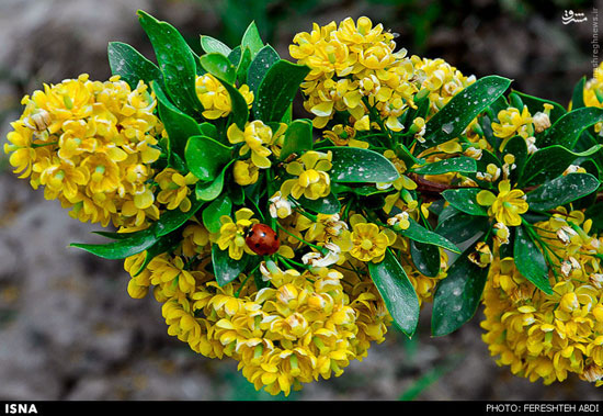 عکس: شکوفه‌های زرشک در بیرجند