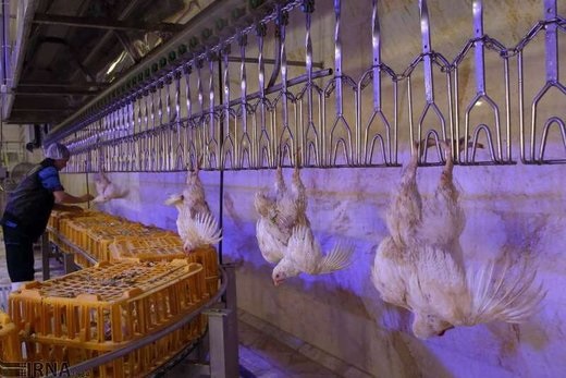 درخواست یک فرماندار: خرید مرغ را تحریم کنید