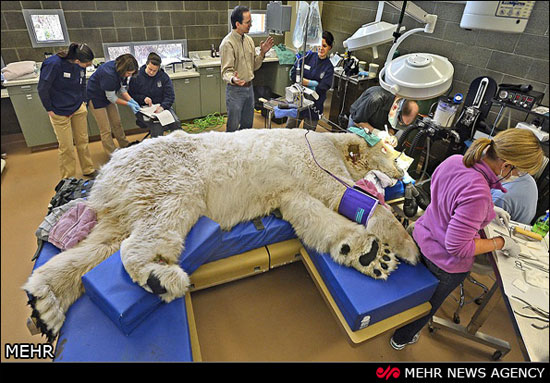 عکس: حیوانات در اتاق عمل‎