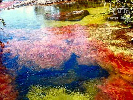تصاویر: رودخانه پنج رنگ؛ زیبایی بی بدیل...