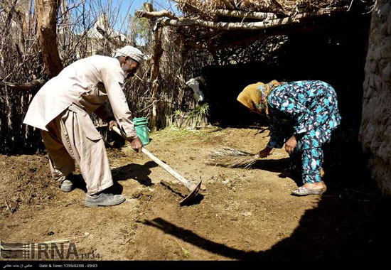 عکس: گزبافی در سیستان و بلوچستان