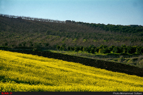 مزارع دانه روغنی «کلزا» در مازندران