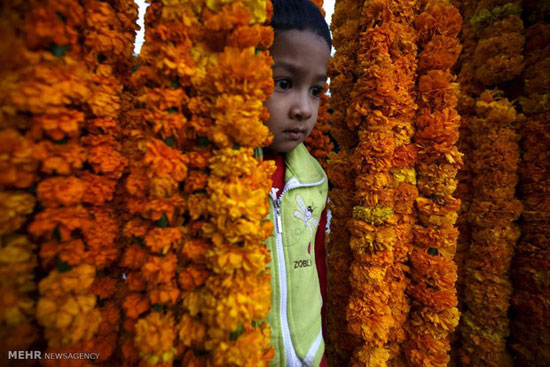جشنواره دیوالی‎ِ هندو ها +عکس