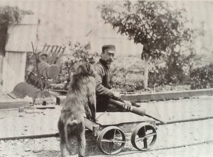 جک؛ میمونی که کارمند رسمی راه‌آهن شد!