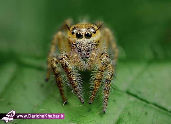 زیبایی چشمان عنکبوت +عکس