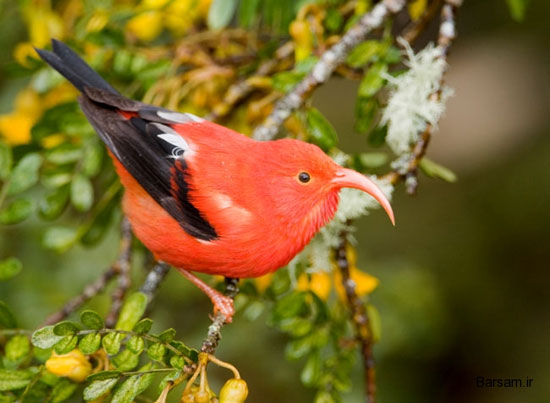 ژنتیک به داد پرنده‌های هاوایی می‌رسد