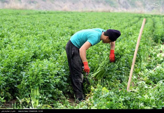 عکس: برداشت کرفس در مزارع طارم