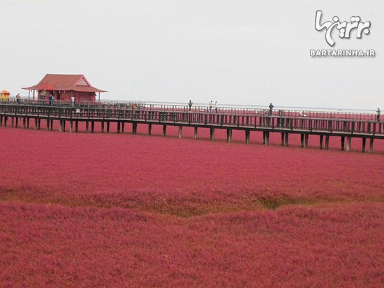 ساحل سرخ چین؛ از شگفتی های طبیعت