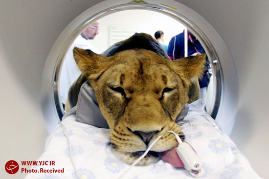 تصاویری جالب از بیمارستان حیوانات