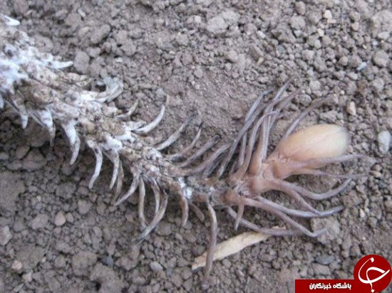 دم عنکبوتی،ترسناک‌ترین مار دنیا +عکس