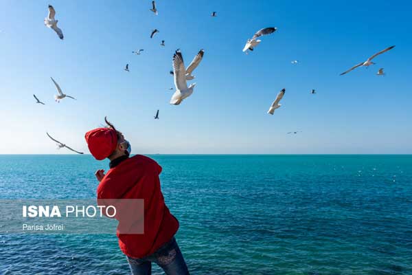 آواز مرغان دریایی در خلیج همیشه فارس