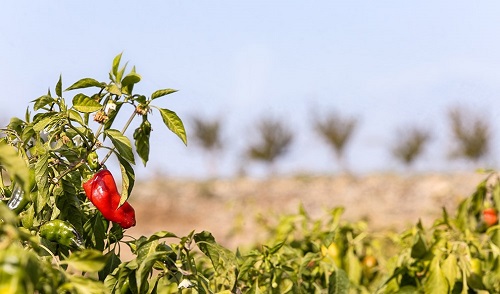 فلفل قرمز، در سرزمین زیبای فلفل