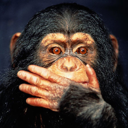 چرا میمون‌ها نمی‌توانند صحبت کنند؟