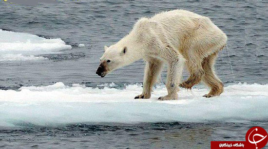 تصویری تکان‌دهنده از یک خرس قطبی