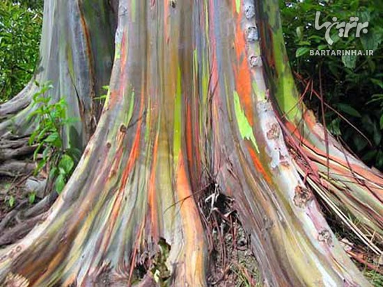 درخت رنگین کمانی +عکس