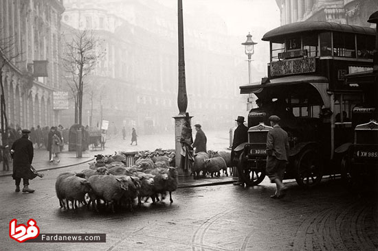 زمانی که لندن چراگاه گوسفندان بود
