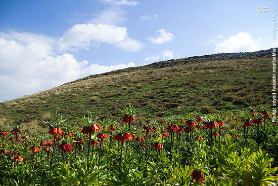 عکس+گل همیشه گریان