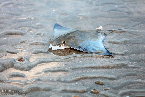 تصاویری از مرگ سفره ماهی‌ ها در قشم