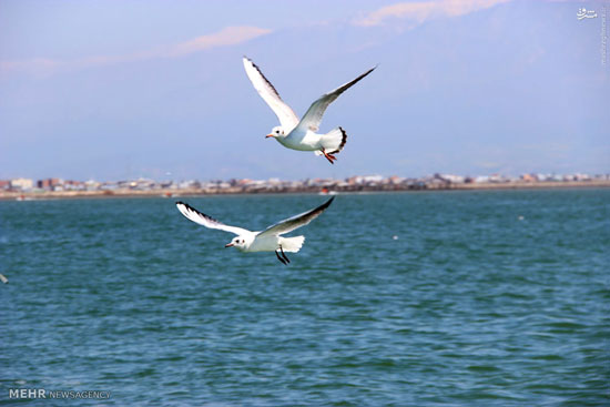 عکس: پرندگان دريايی در ساحل خزر