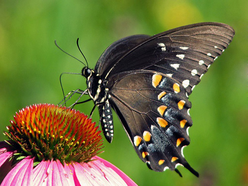 پروانه دم چلچله‌ای؛ از کرم عجیب تا پرواز زیبایی!