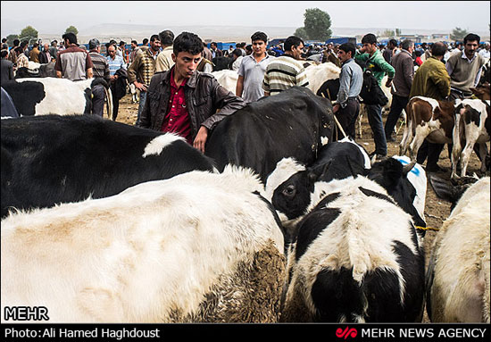 عکس: بازار دام در آستانه عید قربان
