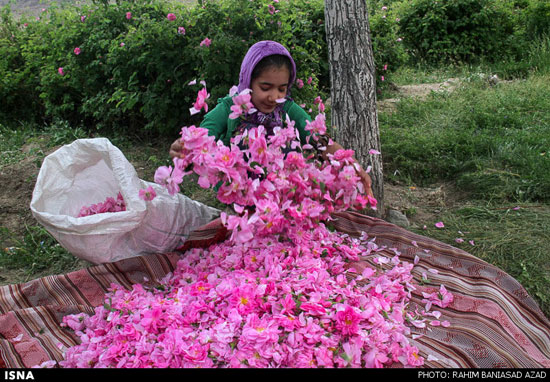 برداشت گل محمدی در لاله زار کرمان