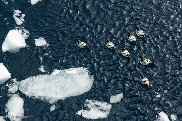 آب شدن یخ‌های قطب جنوب سرعت گرفت