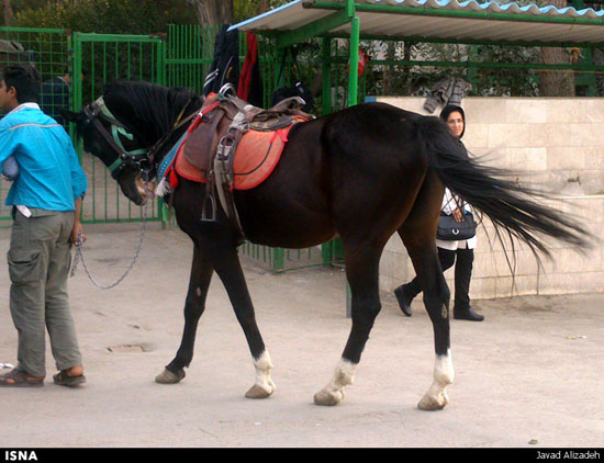 شکنجه حیوان برای کسب درآمد +عکس