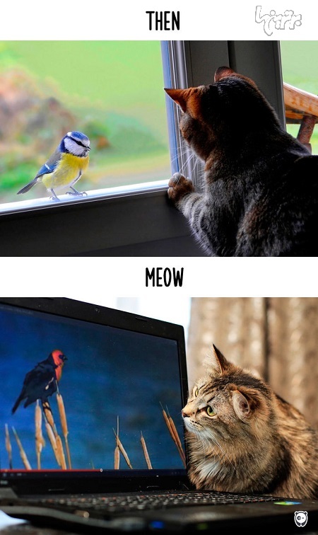 تاثیر تکنولوژی بر زندگی گربه ها!