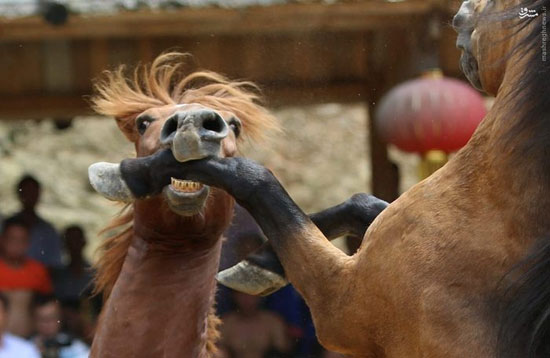 عکس: خوشگذرانی وحشیانه با اسب