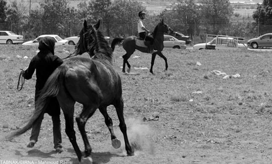 عکس: لحظه تلخ اسب کُشی...