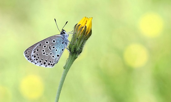 سرشماری پروانه‌ها در انگلیس