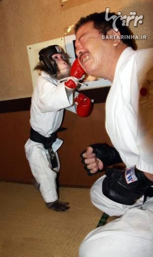 میمون کاراته باز! +عکس