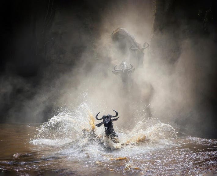 خیس و وحشی، عکس‌های برتر یک رقابت عکاسی