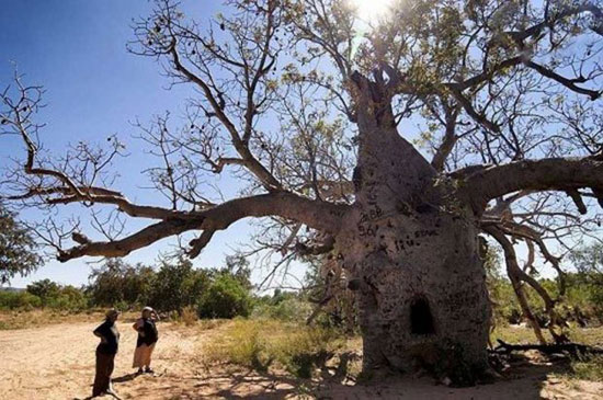 درخت بائوباب استرالیا سلولی برای نگهداری زندانیان در قرن نوزدهم