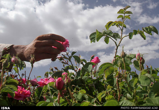 عکس: برداشت گل محمدی در لاله زار