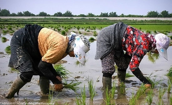 عکس: آغاز نشاکاری در مازندران